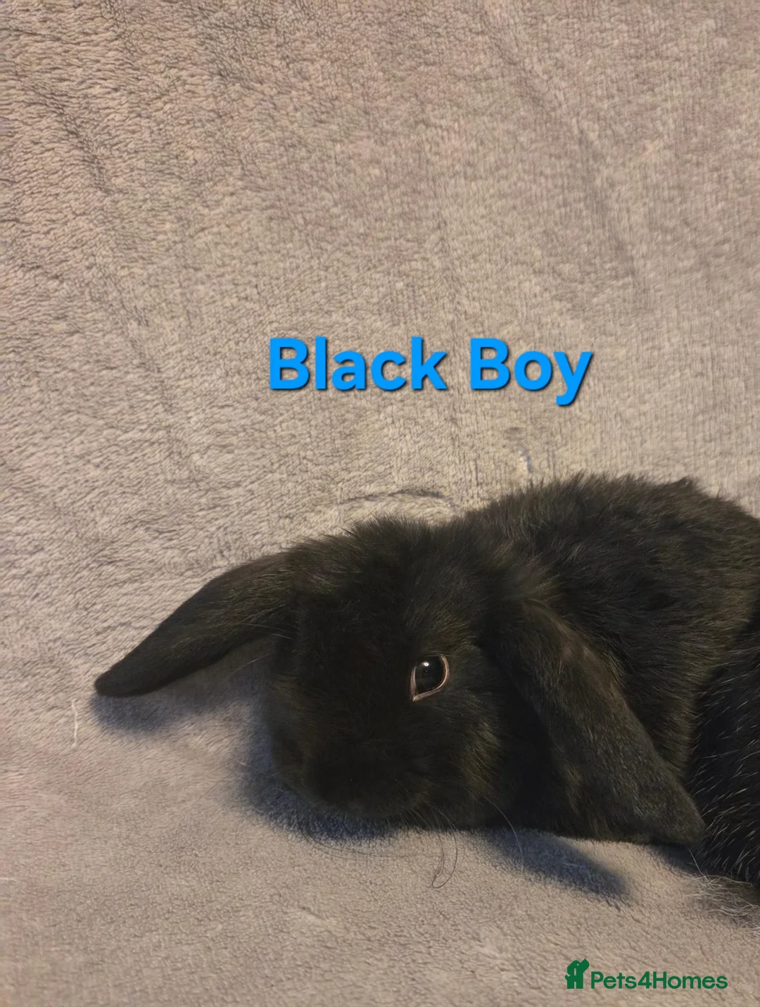 Mini Lop rabbits for sale: Mini lop Ready now very tame ☆price for pair☆ - Advert 8