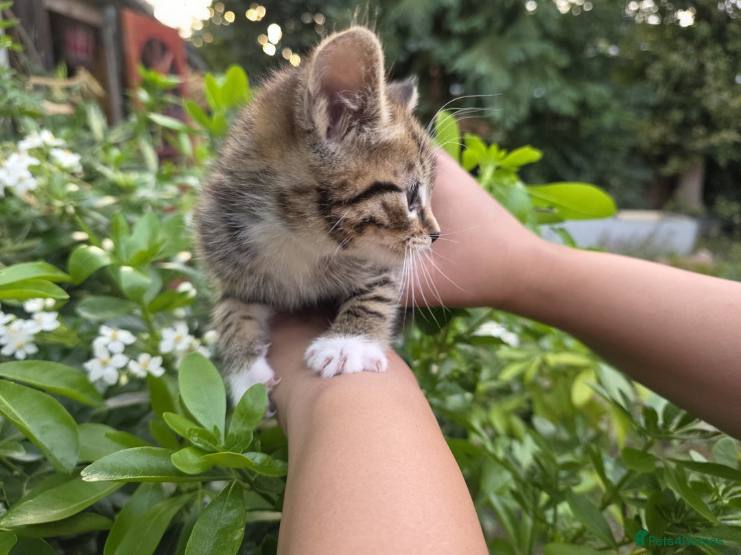 Bengal cats for sale: TWO Beautiful kittens of JOY remaining! - Image 2