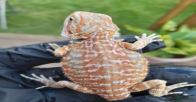 Bearded Dragon reptiles - Advert 4