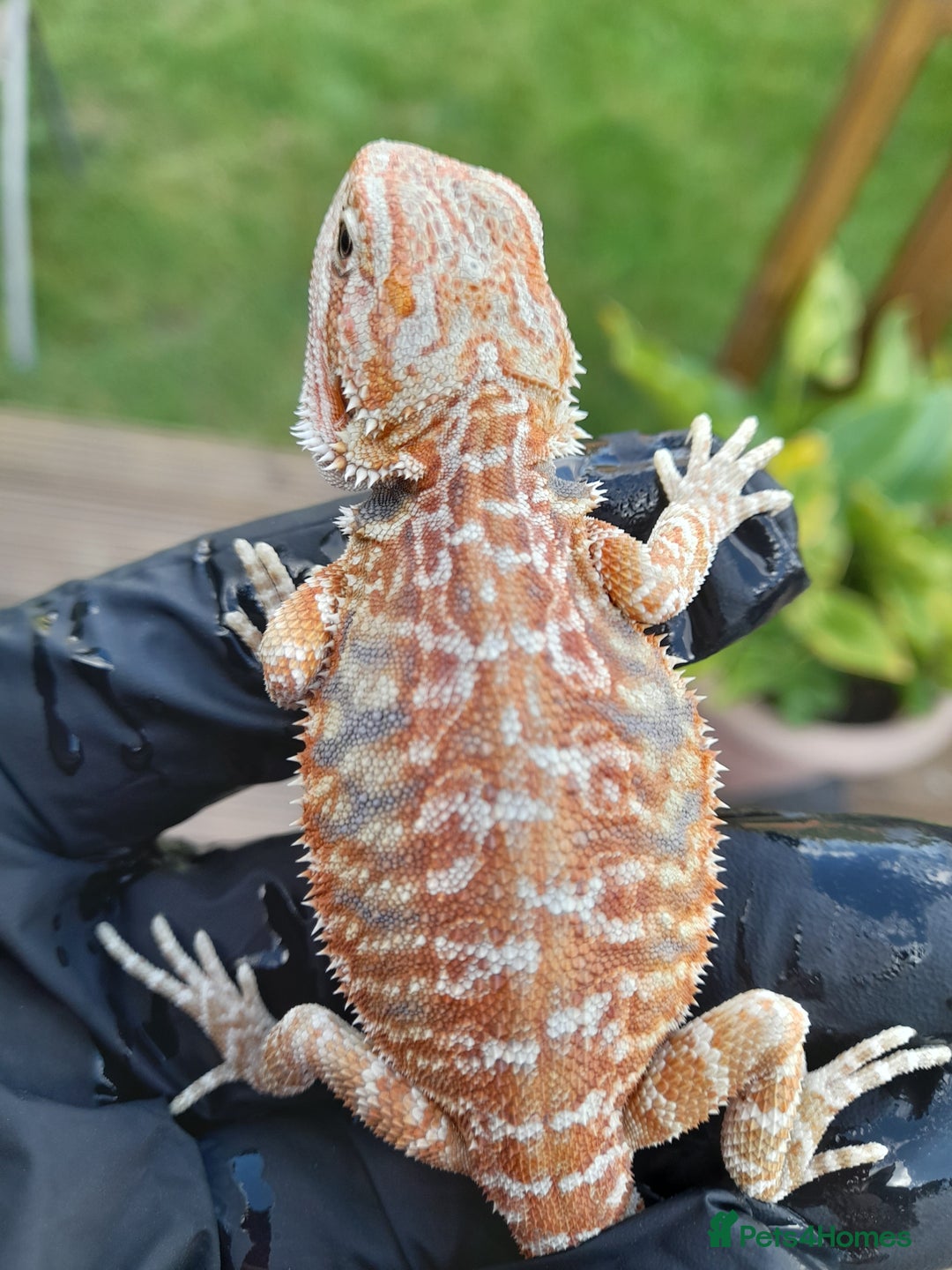 Bearded Dragon reptiles for sale: Two beautiful bearded dragons available  - Image 4