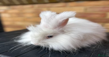 Angora rabbits - Advert 1