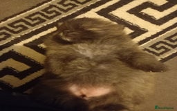 Pomeranian dogs for sale: Looking for forever home  - Image 2