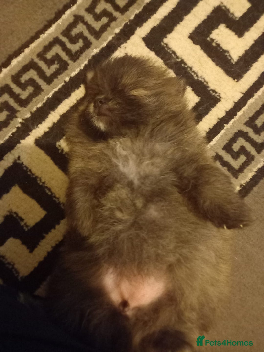 Pomeranian dogs for sale: Looking for forever home  - Image 2