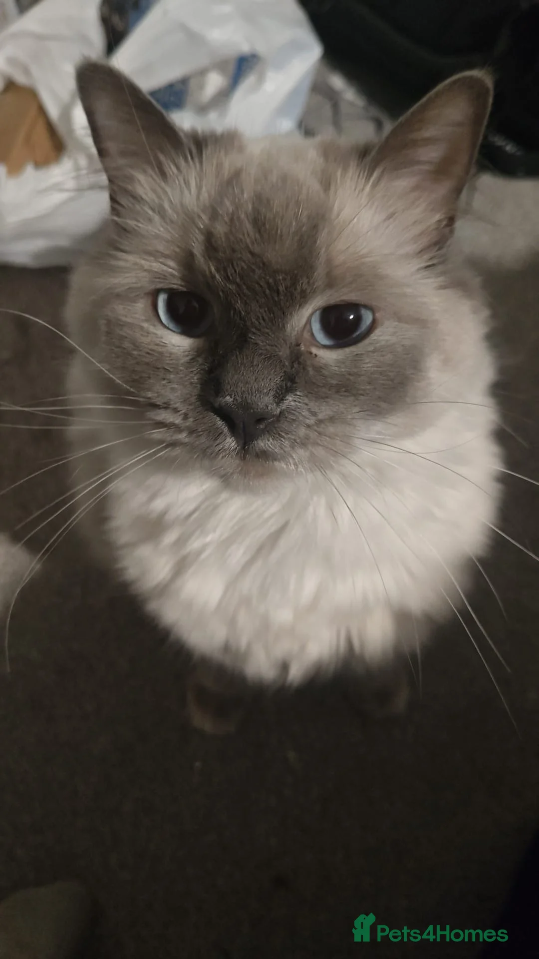 Ragdoll cats for sale: RAGDOLL-PERSIAN KITTENS - Advert 16