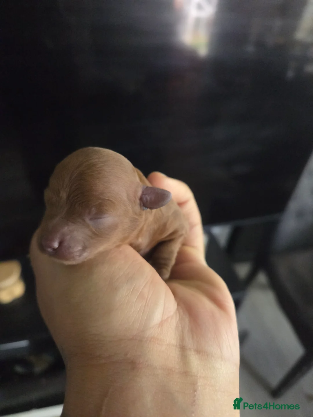 Cavapoo dogs for sale: 5x Asian Toy Poodle X Cavapoo Puppies  - Advert 20