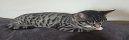 Mixed Breed cats for sale: Bengal cross kittens  - Advert 3