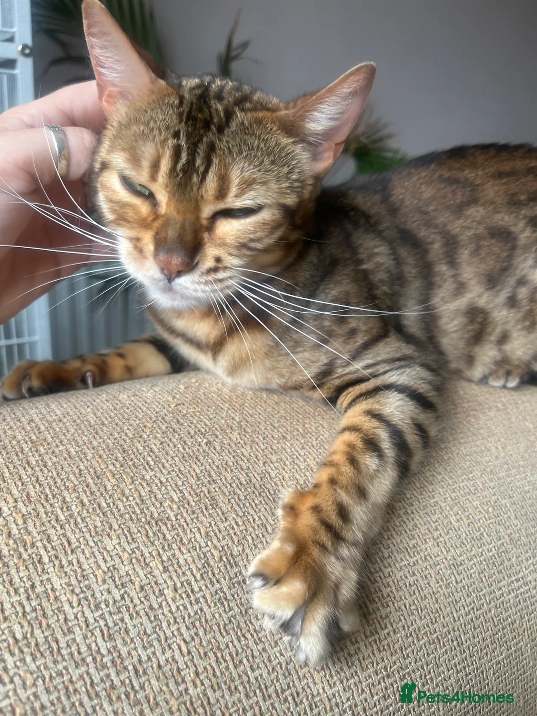 Bengal cats for sale: Bengal Female  - Advert 5