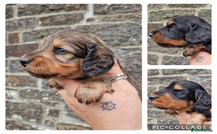 Miniature Dachshund dogs - Advert 3