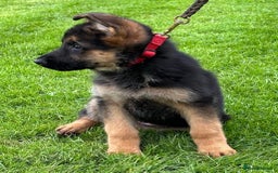 German Shepherd dogs for sale: German Shepherd Dog. - Image 5