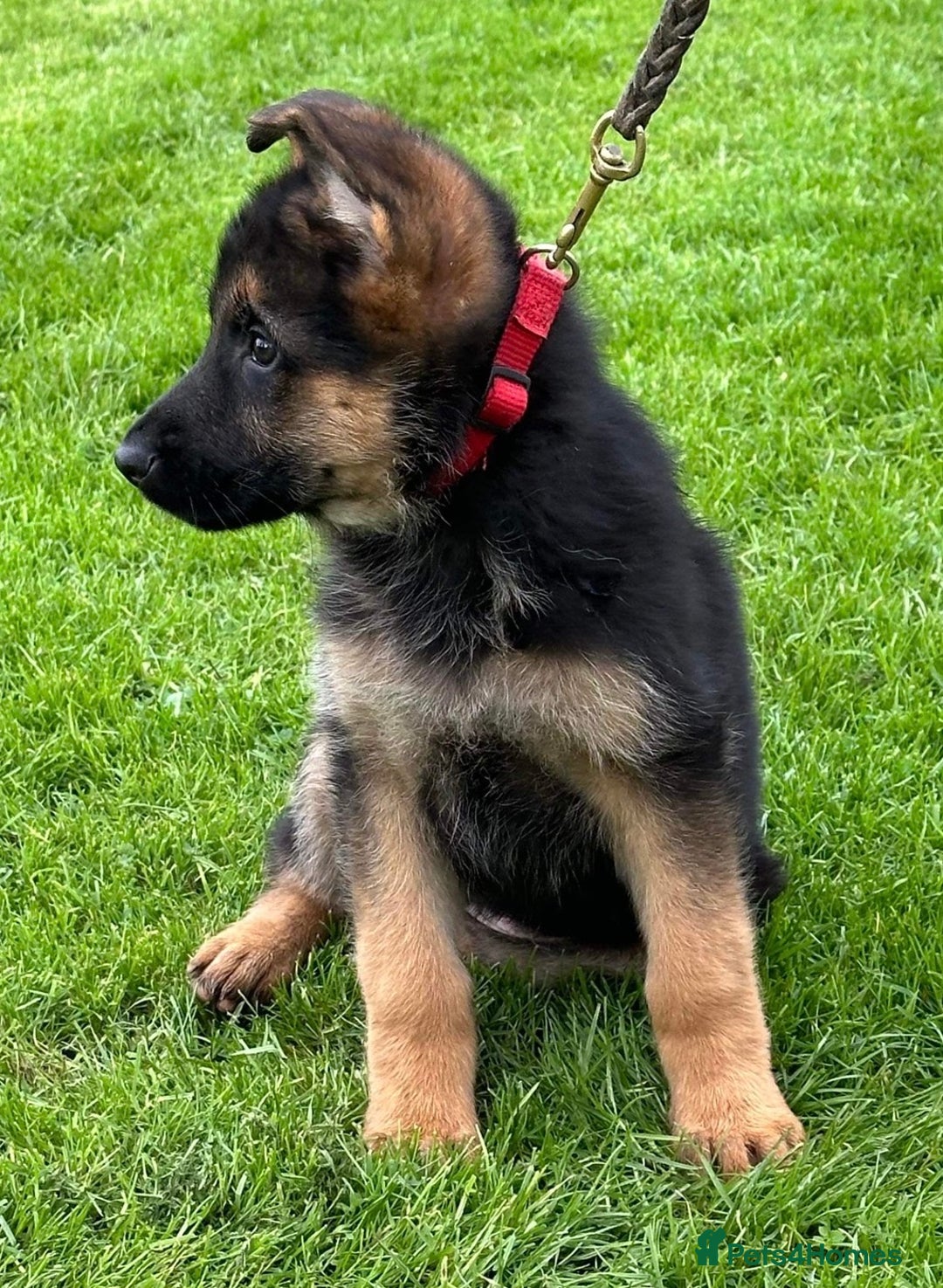 German Shepherd dogs for sale: German Shepherd Dog. - Image 5