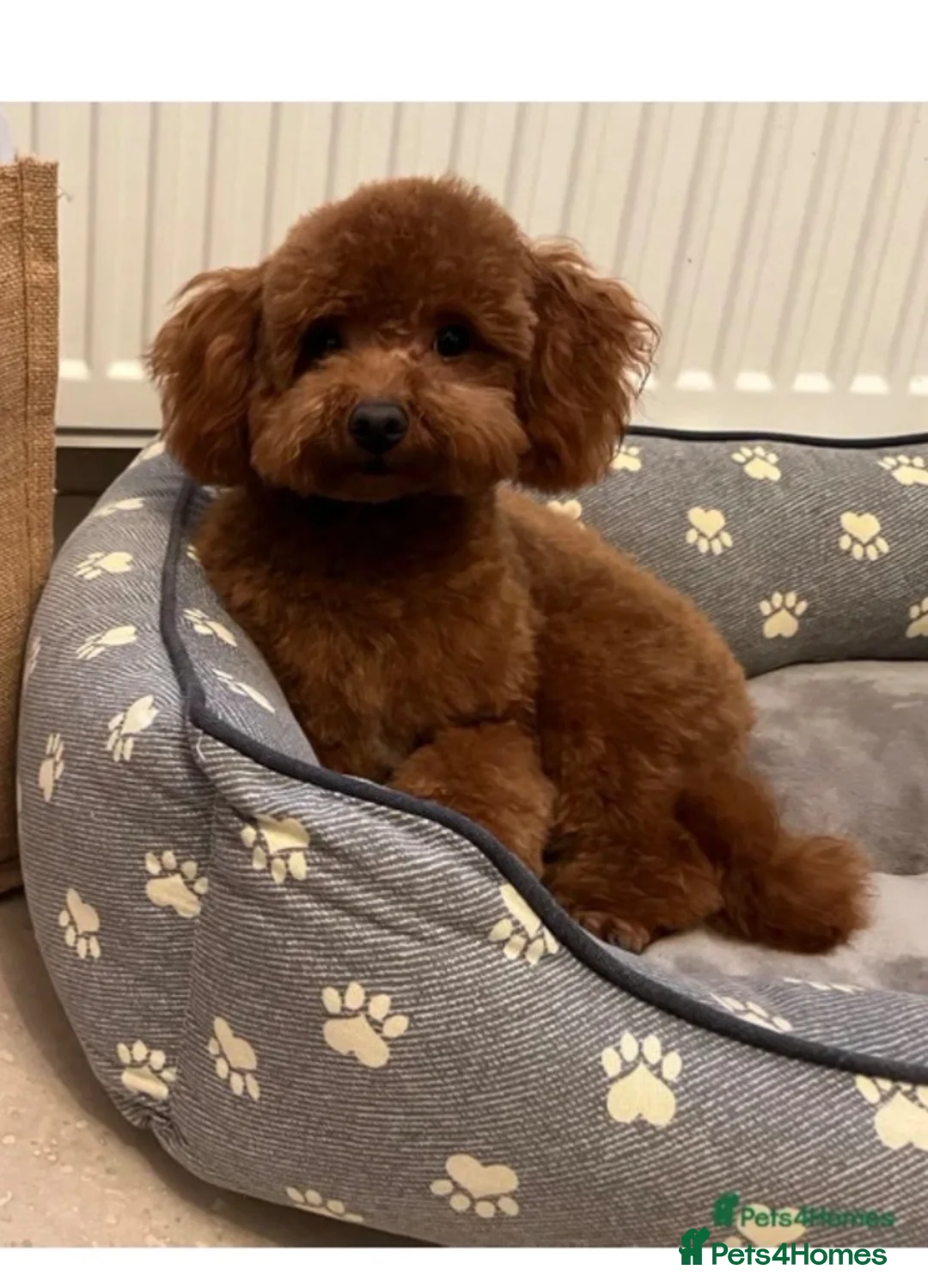 Maltipoo dogs for sale: Tiny toy teddy faced Maltipoo puppies  in Middlewich - Advert 4