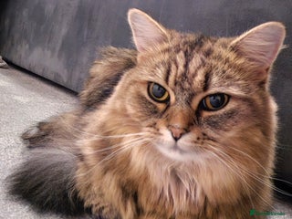 Persian cats Needing a new home - Advert 1