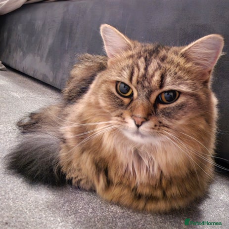 Persian cats Needing a new home - Advert 1