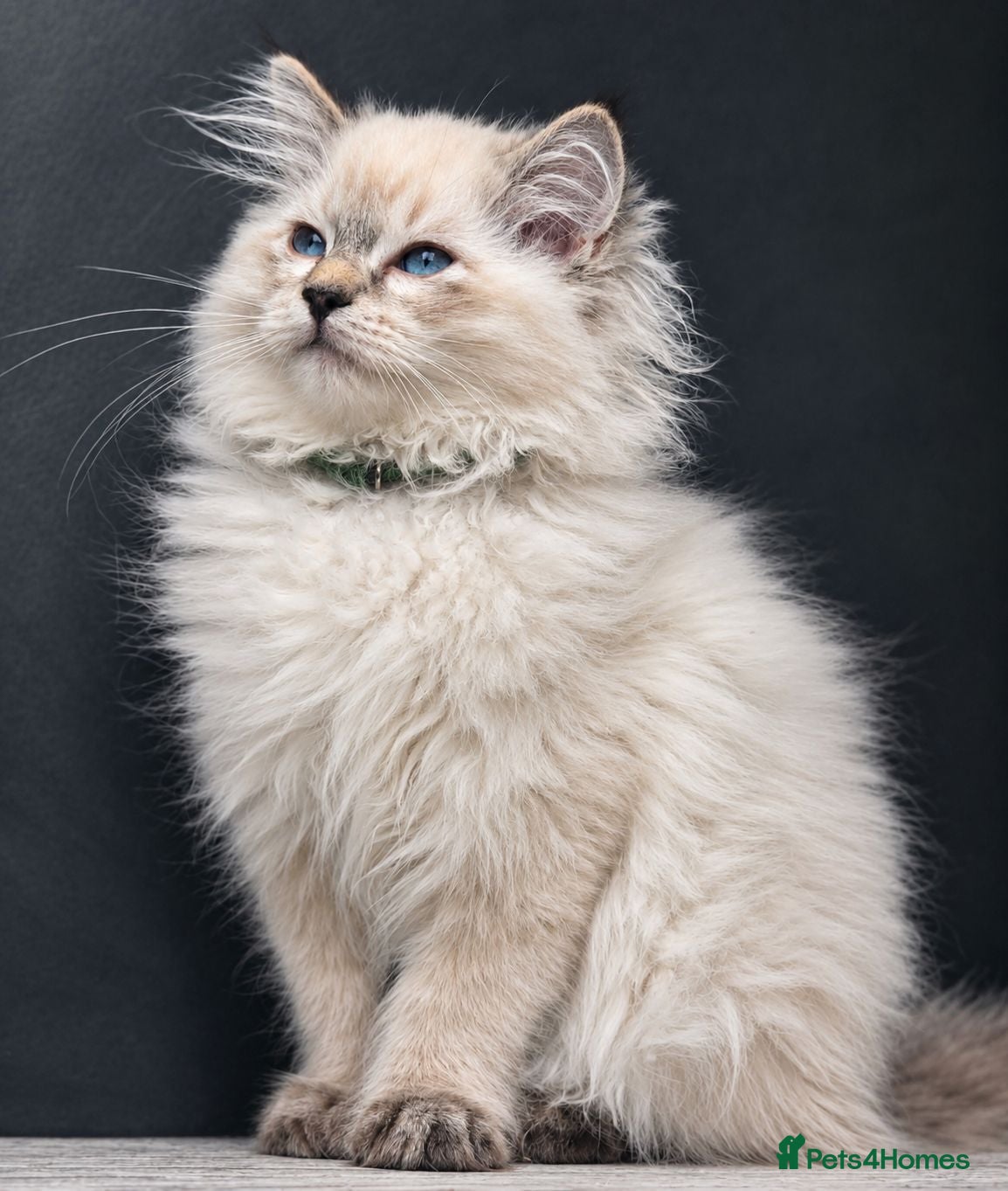 Ragdoll cats READY TO LEAVE - 2 Stunning TICA-Reg Ragdoll Boys - Advert 2