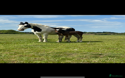 Friesian horses for sale: A Very Special Friesian x Irish Draught  - Image 12