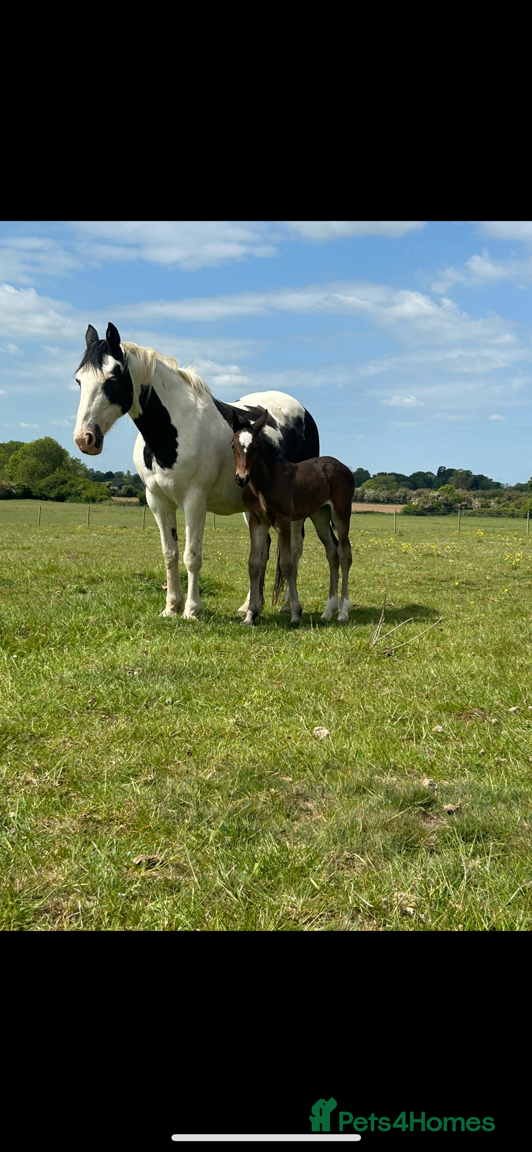 Friesian horses for sale: A Very Special Friesian x Irish Draught  - Image 12