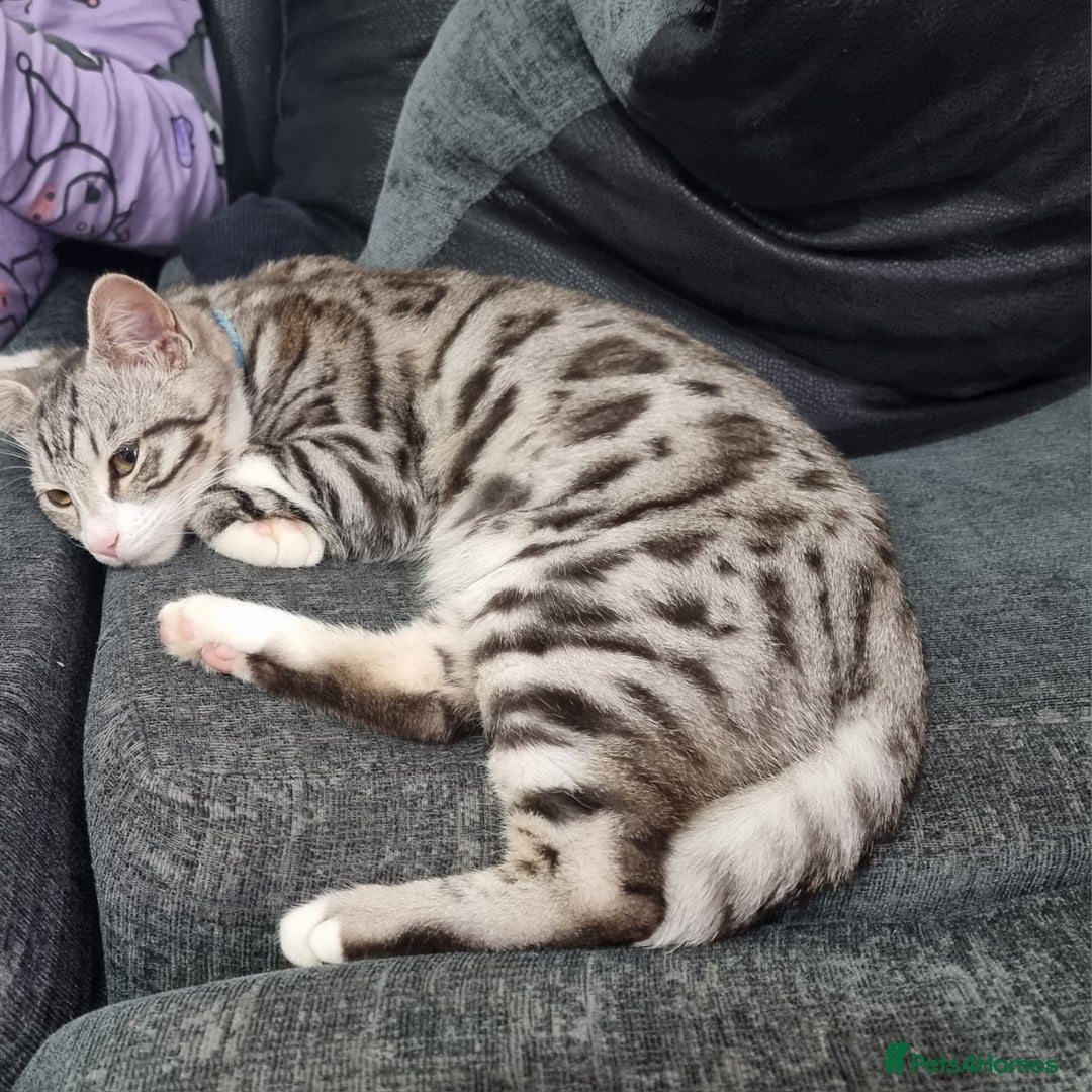 Bengal cats for sale: Stunning silver bengal x - Image 3