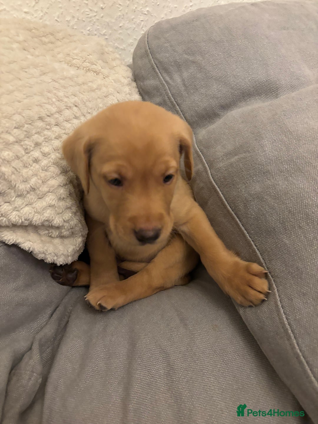 Labrador Retriever dogs for sale: 7 beautiful red fox Labrador puppies for sale.  - Image 17