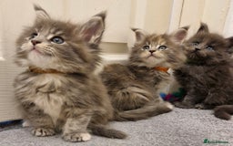 Maine Coon cats for sale: BEAUTIFUL FLUFFY BABIES  - Image 9