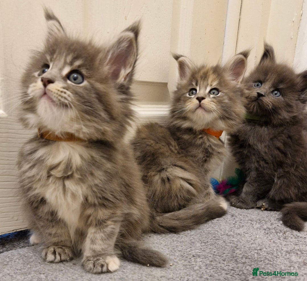 Maine Coon cats for sale: BEAUTIFUL FLUFFY BABIES  - Image 9