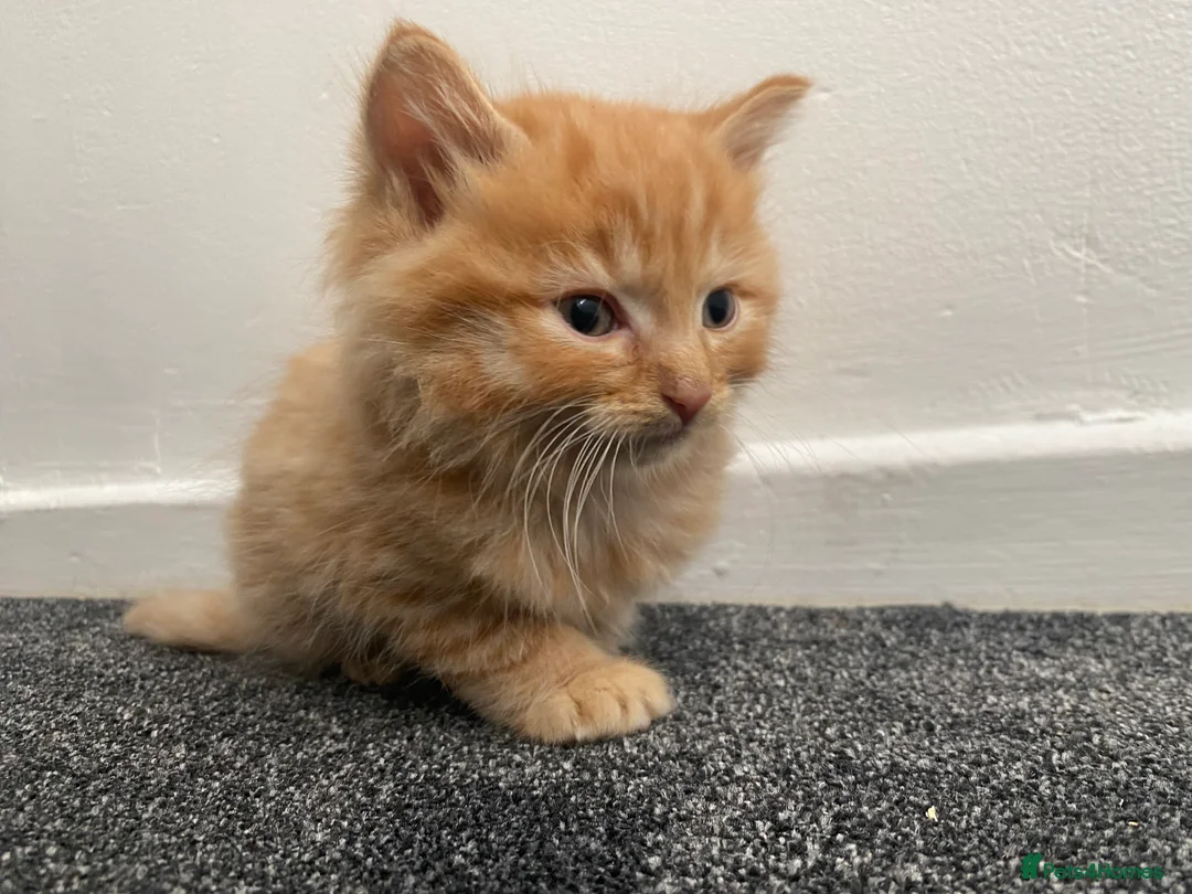 British Longhair cats for sale: Cute fluffy ginger kitten awaiting forever home🏡 - Advert 3