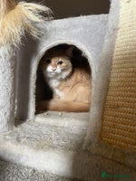 British Longhair cats - Advert 14