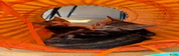 Mixed Breed cats for sale: Beautiful tabby kittens for sale  in Brighton - Advert 21