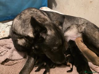 Mixed Breed dogs Gorgeous Husky x Staffy Puppies - Advert 1