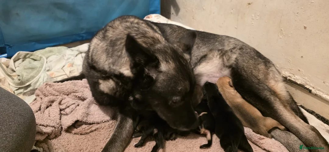 Mixed Breed dogs for sale: Gorgeous Husky x Staffy Puppies - Advert 1