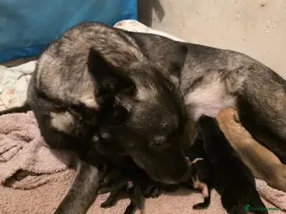 Mixed Breed dogs Gorgeous Husky x Staffy Puppies - Advert 1