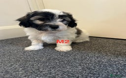 Bichon Frise dogs for sale: 4 Little puppies Bichon frise - Image 8