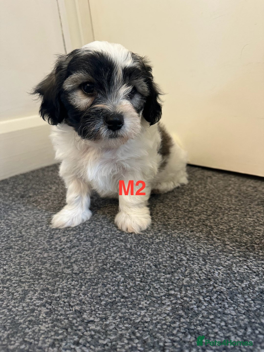 Bichon Frise dogs for sale: 4 Little puppies Bichon frise - Image 8