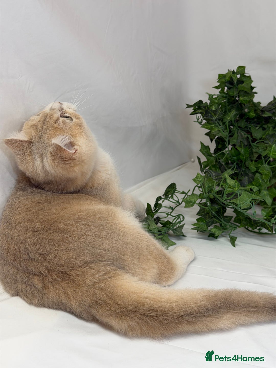 British Shorthair cats for sale: British shh blue golden boy GCCF  - Advert 10