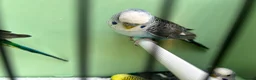 Budgerigars birds for sale: Black wing split to bf/bw - Advert 9