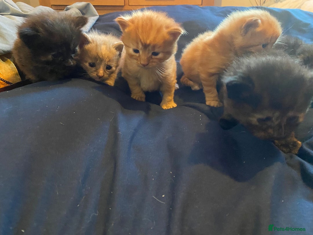 American Shorthair cats for sale: 6 kittens  - Image 2