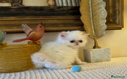 Persian cats for sale: Stunning TICA Blue Eye Persian Babies  - Advert 6