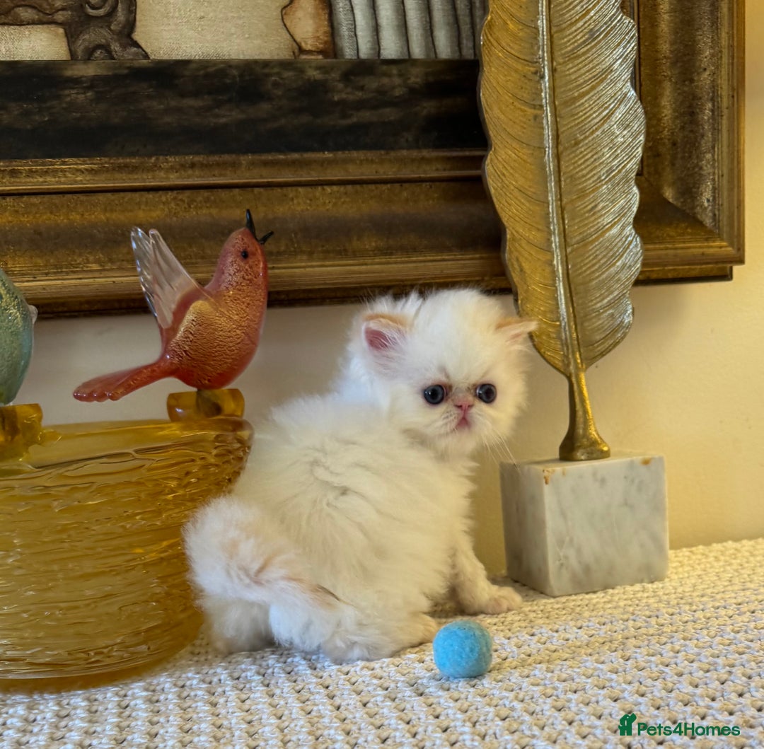 Persian cats for sale: Stunning TICA Blue Eye Persian Babies  - Advert 6