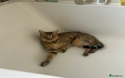 Savannah cats for sale: Beautiful Savannah cross - Image 5