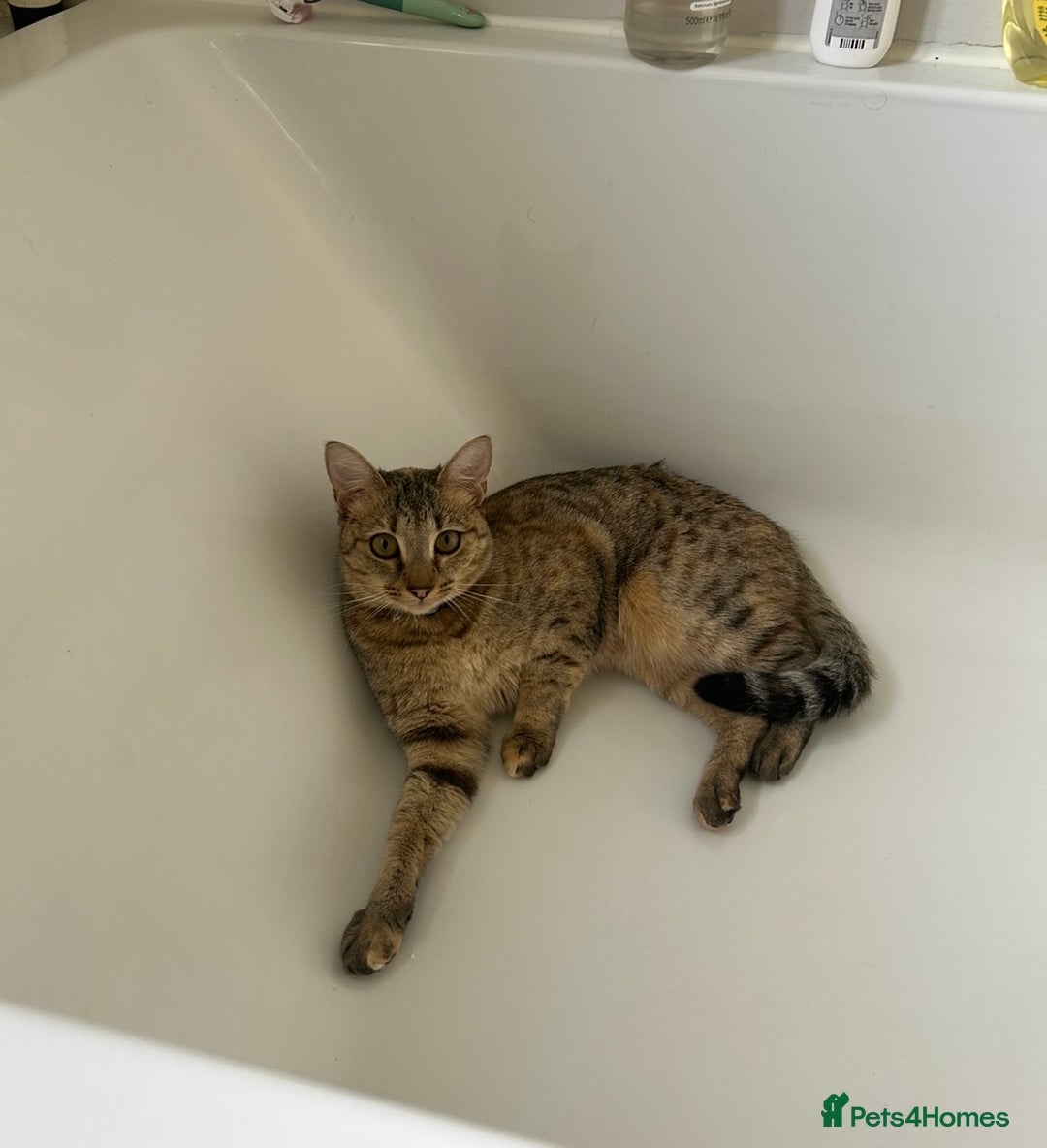 Savannah cats for sale: Beautiful Savannah cross - Image 5