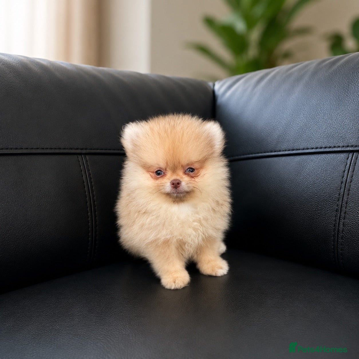 Pomeranian dogs 🔥Boy 500gr🐻👁️Green eyes🐻Outstanding  - Advert 2