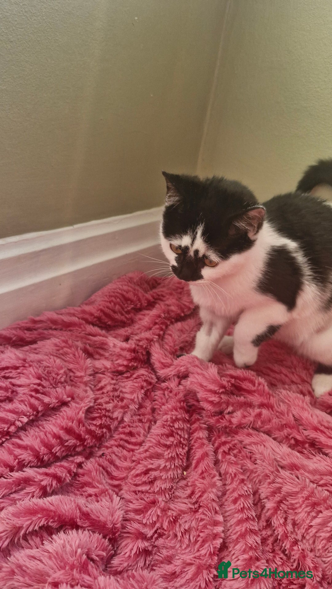 Ragdoll cats for sale: Siblings in desperate need of a good home  - Advert 6