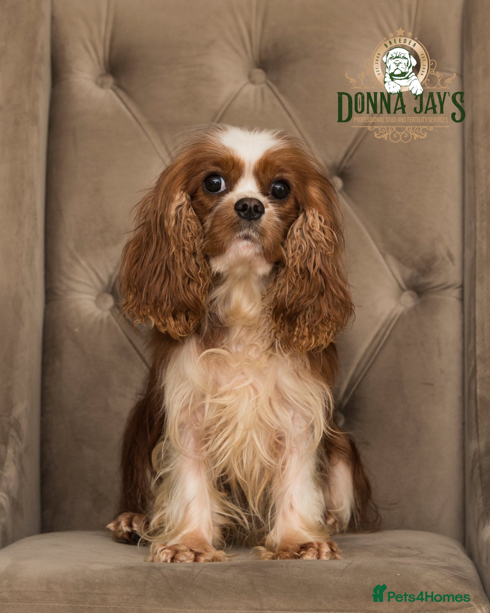 Shihpoo dogs DonnaJays something truly special 🌟🌟🌟🌟🌟 - Advert 2