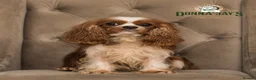 Shihpoo dogs for sale: DonnaJays something truly special 🌟🌟🌟🌟🌟 - Advert 9