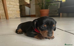 Miniature Dachshund dogs for sale: KC Registered Miniature Dachshund Puppies    - Image 10