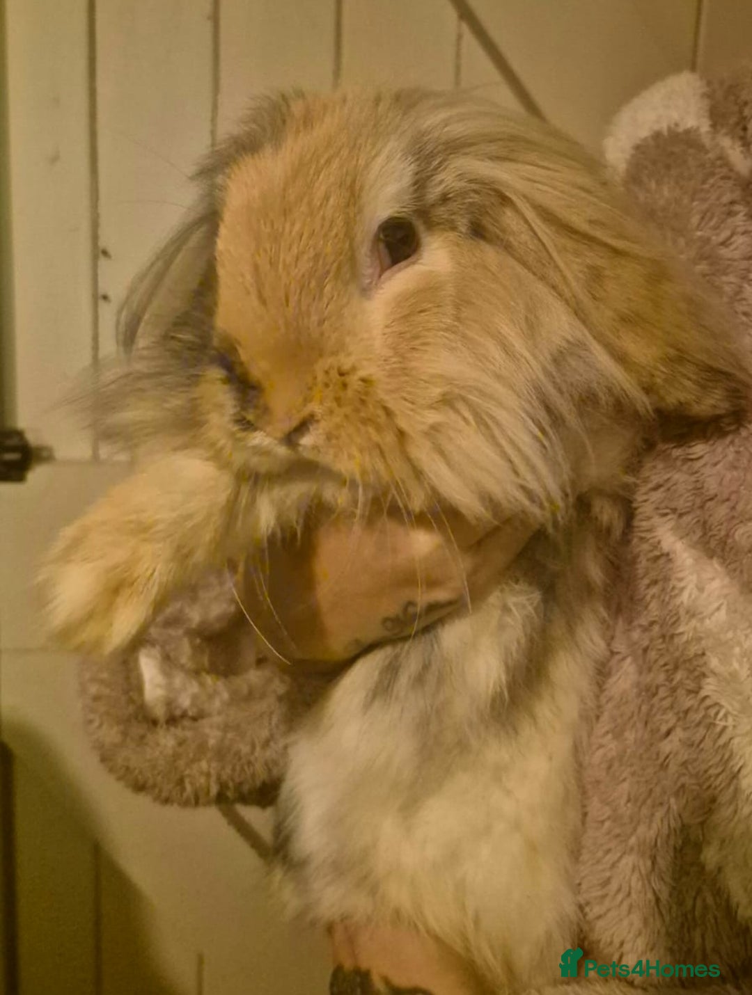 Mini Lion Lop rabbits for sale: Mini Lion Lop Buck Rehoming - Advert 2