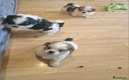 Shih Tzu dogs for sale: 🐾 Amazing Purebred Shih Tzu Puppies Crawley 🐾 - Advert 25