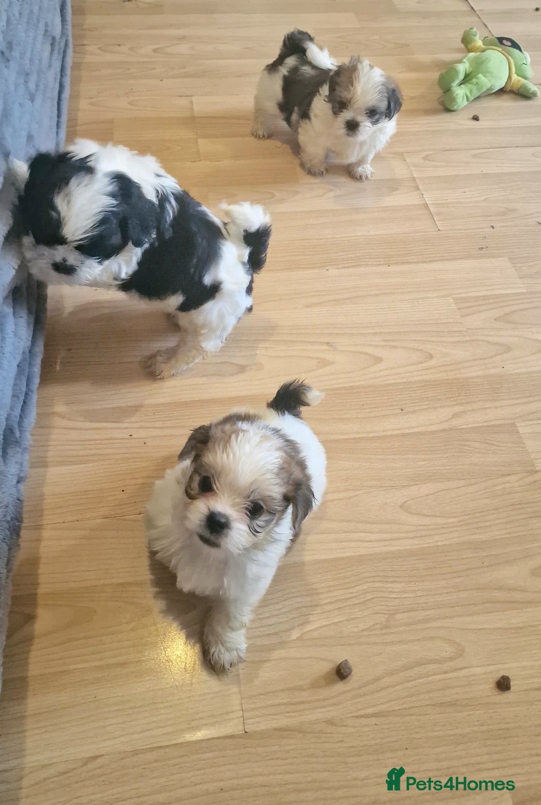Shih Tzu dogs for sale: 🐾 Amazing Purebred Shih Tzu Puppies Crawley 🐾 - Advert 25