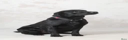Labrador Retriever dogs for sale: **1x stunning KC black lab dog remaining** - Advert 1
