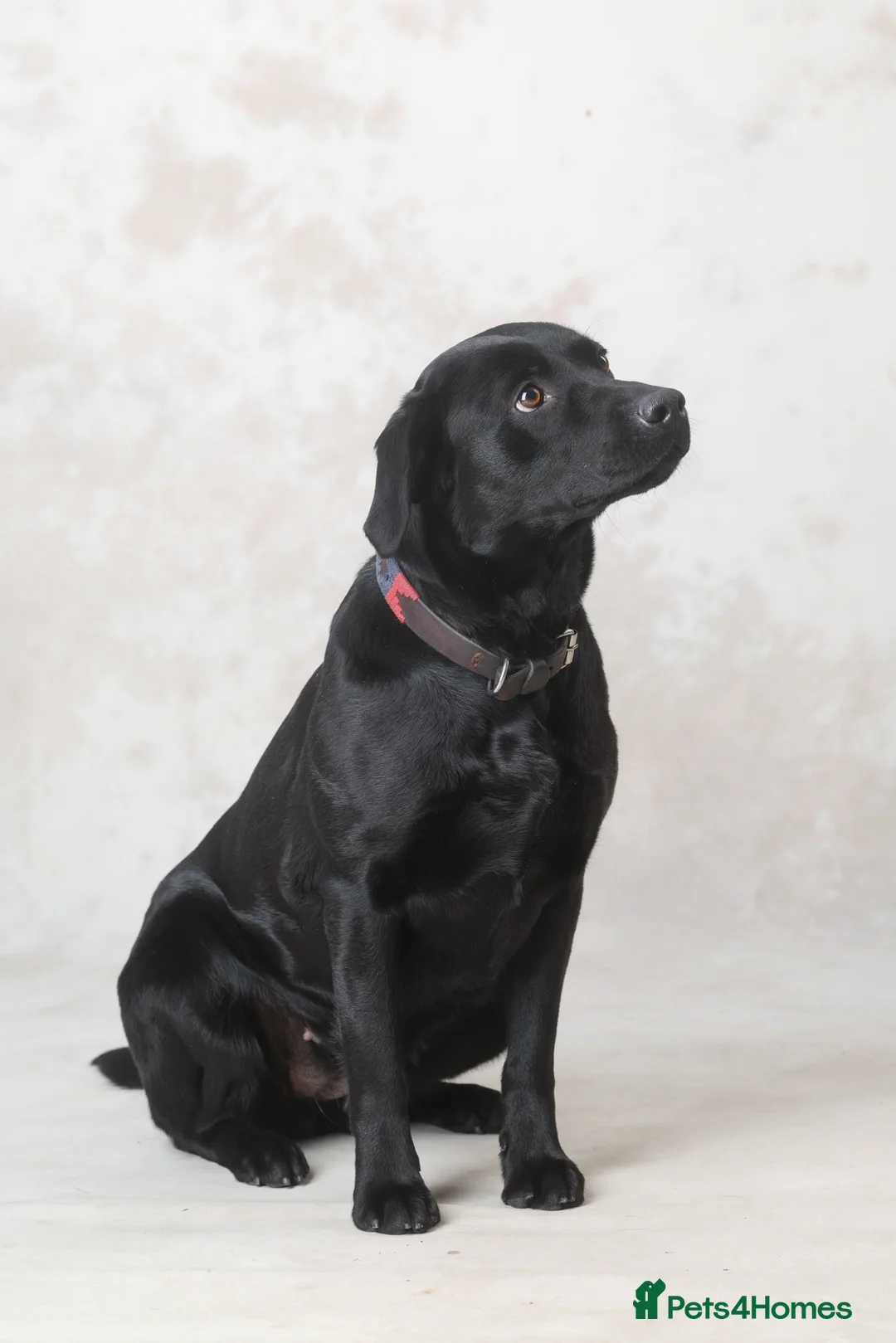 Labrador Retriever dogs for sale: **1x stunning KC black lab dog remaining** - Advert 1