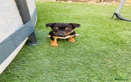 Jack Russell dogs for sale:  Beautiful Jack Russell puppies  - Image 7